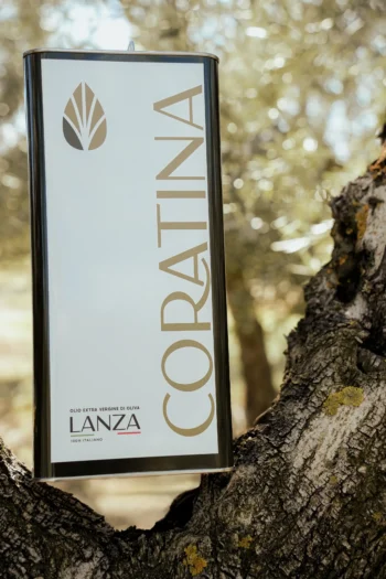 Lattina da 5 litri di olio extravergine di oliva Coratina Lanza appoggiata su un albero di ulivo
